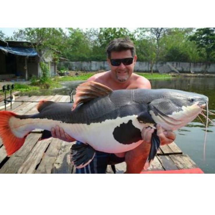 Grosiran Murah Ikan RTC (Red tail catfish) Size 9-10cm