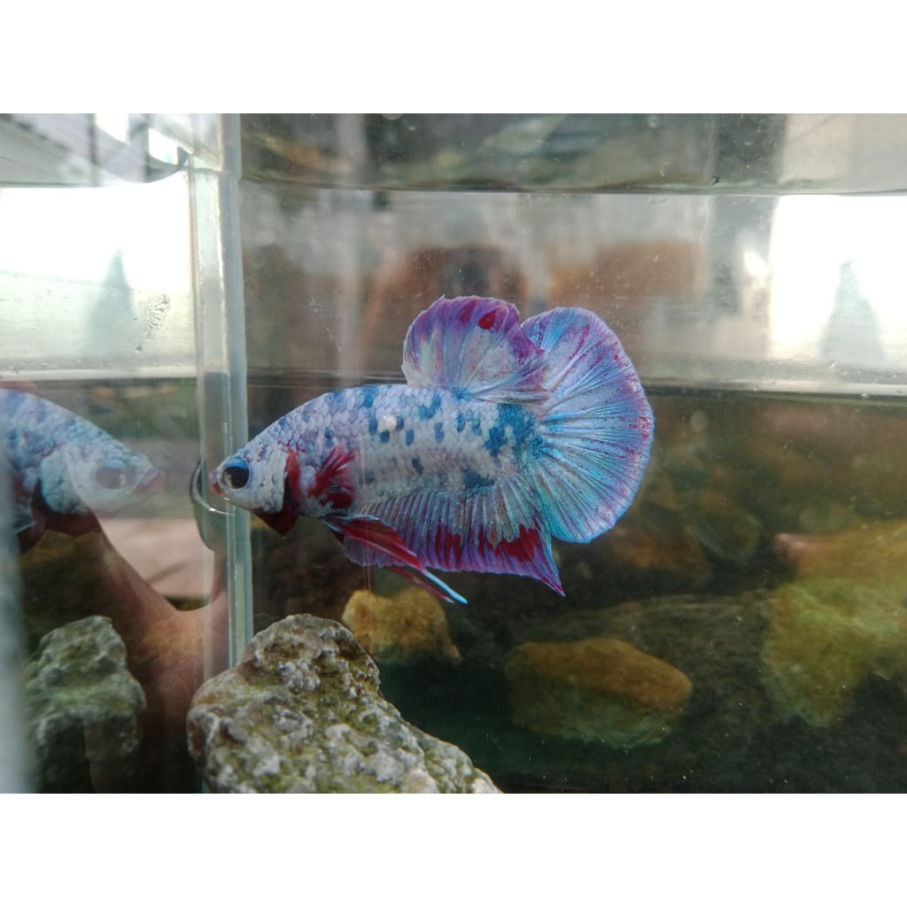 ikan Hias Cupang Candy Multicolour