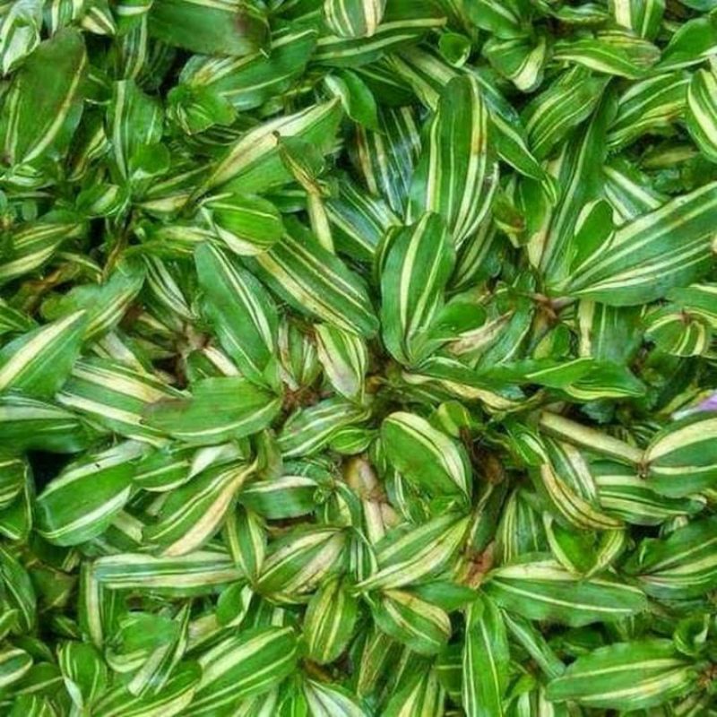 RUMPUT GAJAH MINI VARIGATA 50CM² - BIBIT RUMPUT GAJAH MINI VARIGATA SIAP TANAM BERJARAK