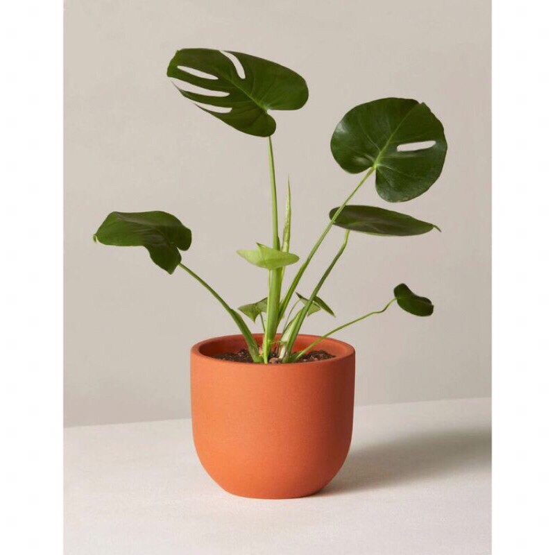 philodendron Monstera Deliciosa