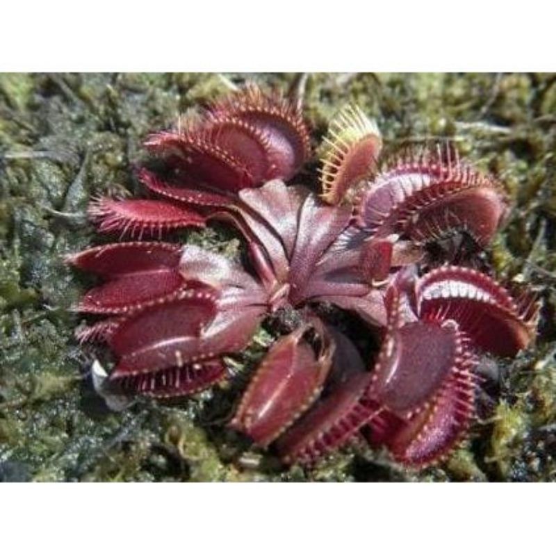 biji benih tanaman carnivora vft, venus fly trap jenis mix merah