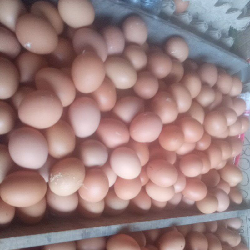 

TELUR AYAM NEGERI
