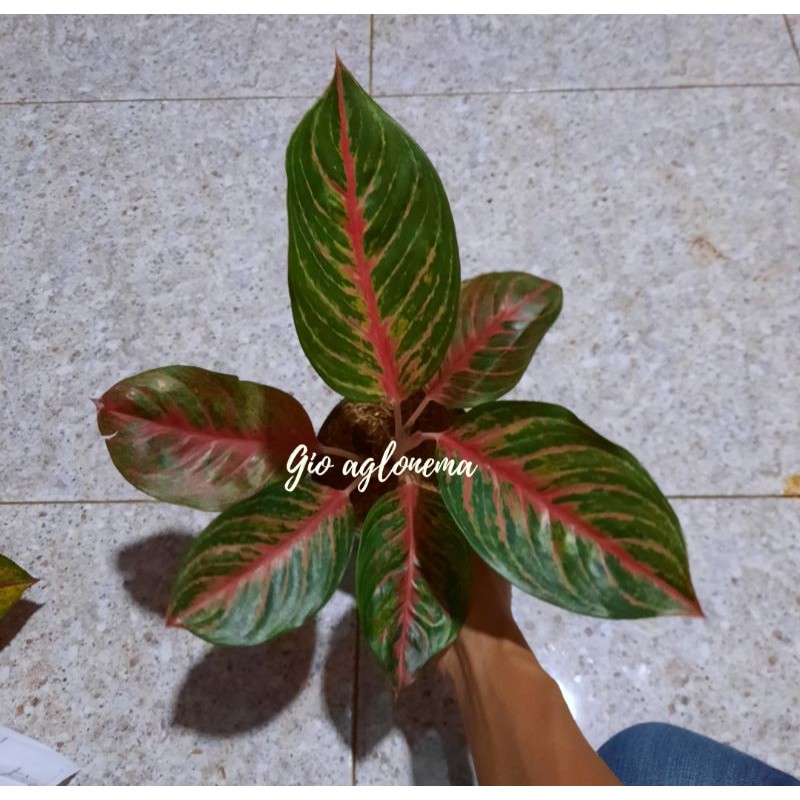 Aglonema red borju dewasa