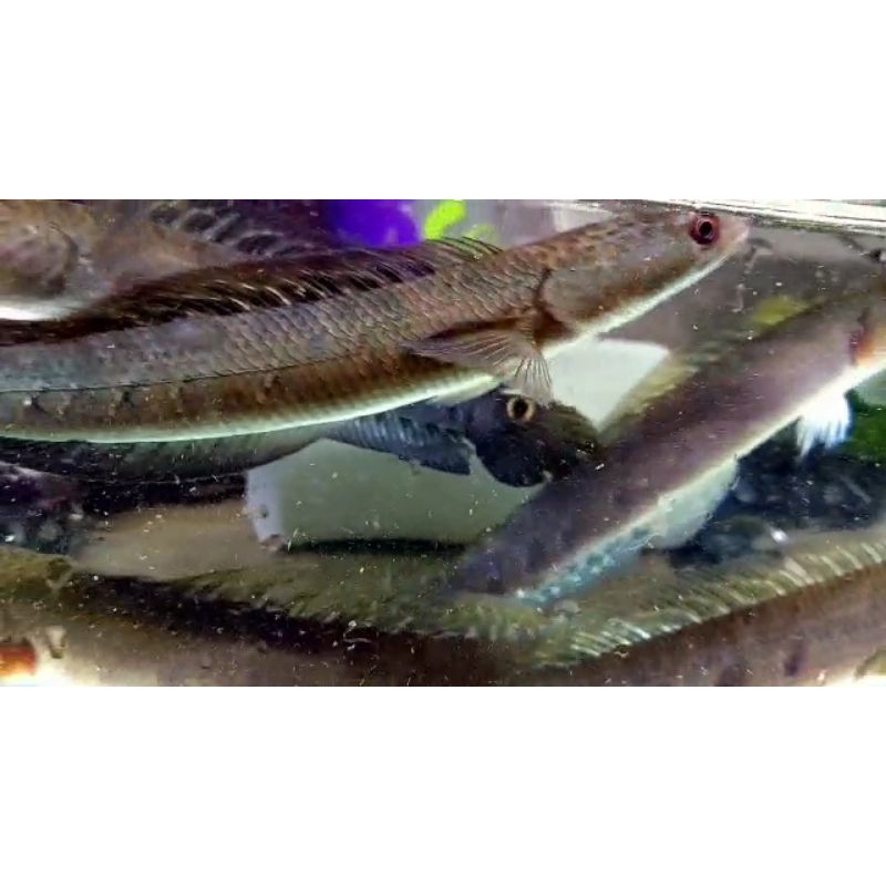 Yellow sentarum 20.23cm kualitas gread A (Cabung Bunga)