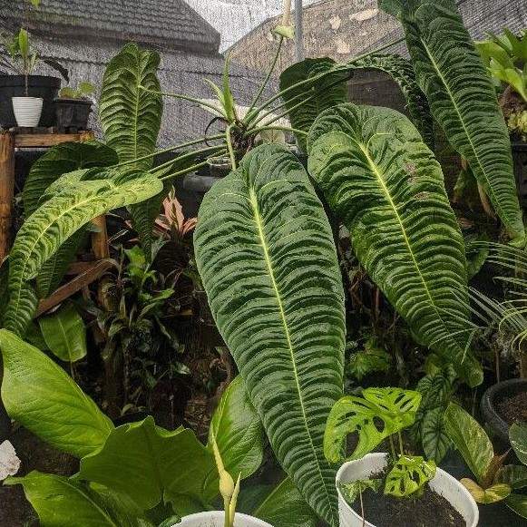 ANTHURIUM VEITCHII KING ORIGINAL