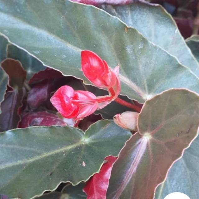 Bunga bugenia / benih herbal / hiasan taman