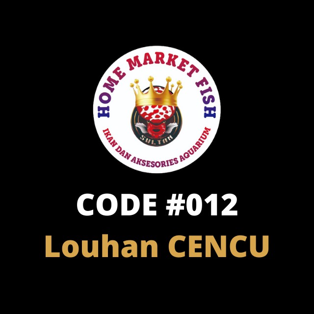 LOUHAN CENCU #012 REAL VIDEO ikan louhan cencu size 2-3jari video nyata 1 ikan/1 iklan sesuai video