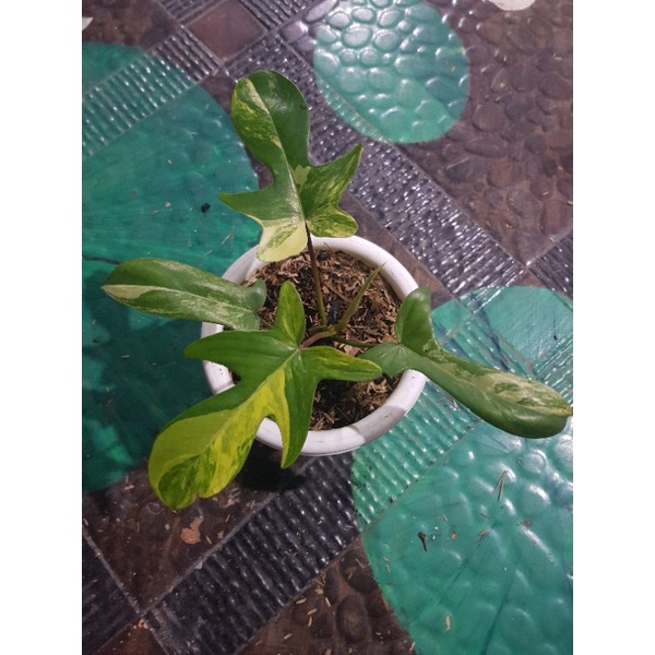 PHILODENDRON FLORIDA BEAUTY NARROW / FLOBE 1 DAUN PLUS