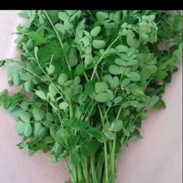 

Daun kelor 250 gram