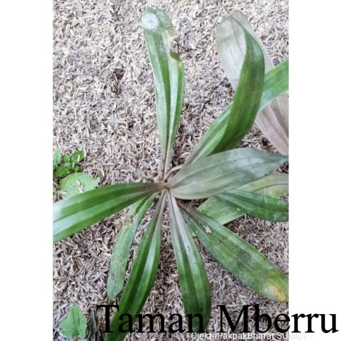 Pandanus Red# Pandan Merah Duri mini Langsung Dari Hutan Bunga & Tanaman