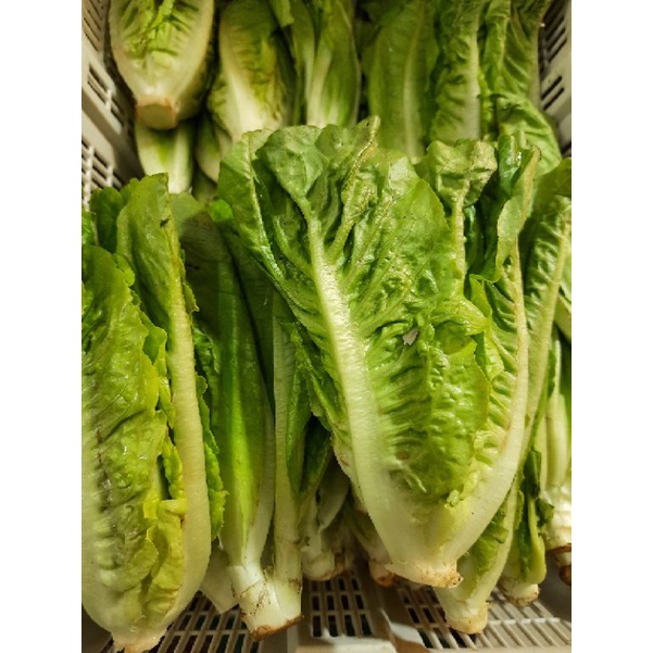 

[500gr] Selada Romaine