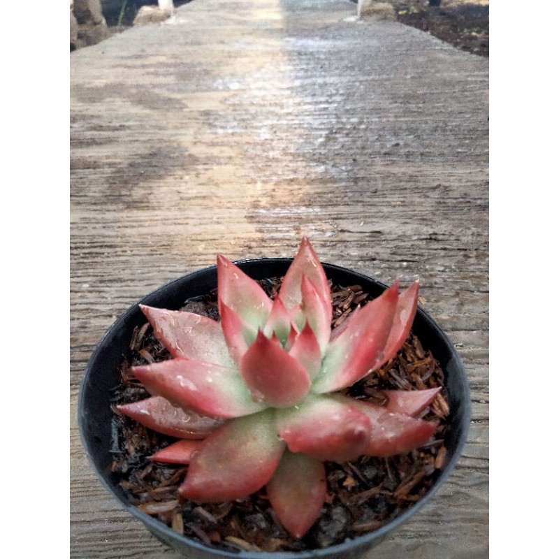 echeveria agavoides frank reinelt