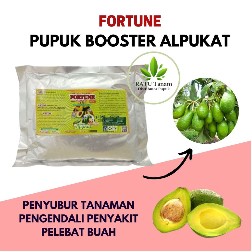 Pupuk Alpukat Agar Berbuah, Pupuk Perangsang Buah Alpukat Cepat Lebat