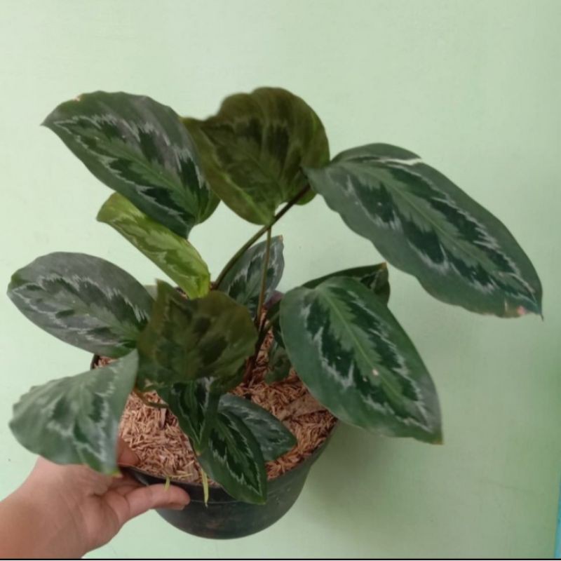 tanaman hias calathea chimboracensis