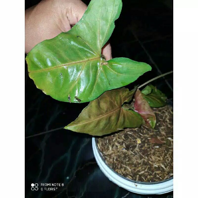tanaman hias syngonium pink allusion