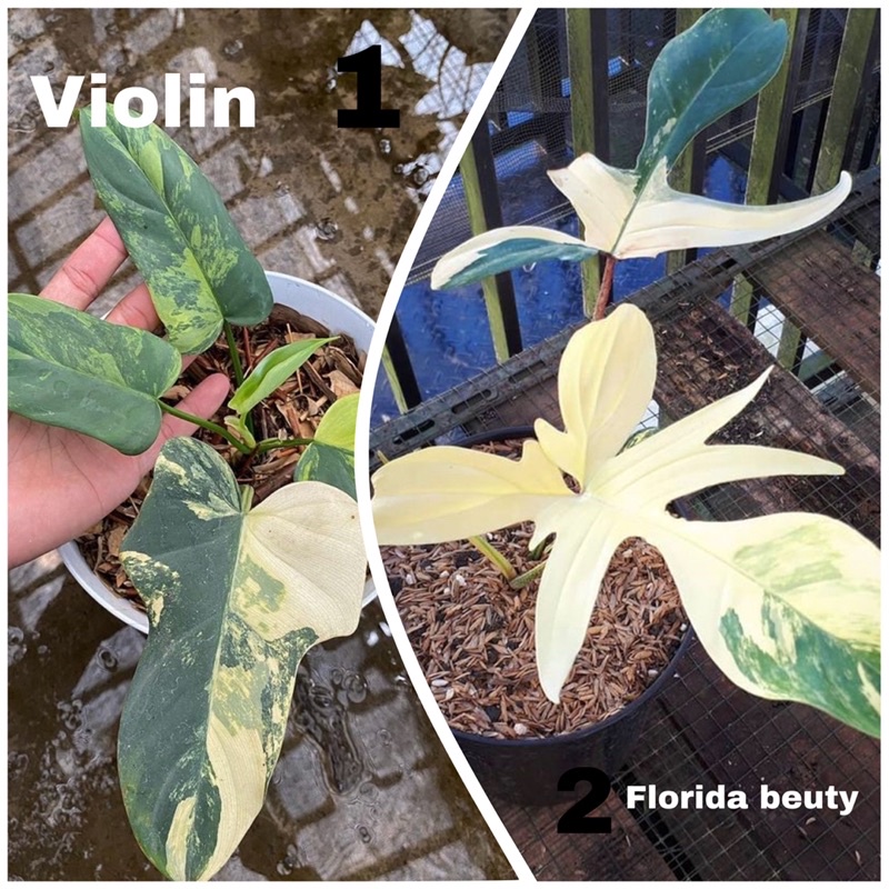 BISA COD Paket hemat 2 bibit tanaman hias philodendron violin variegata dan florida beuty variegata