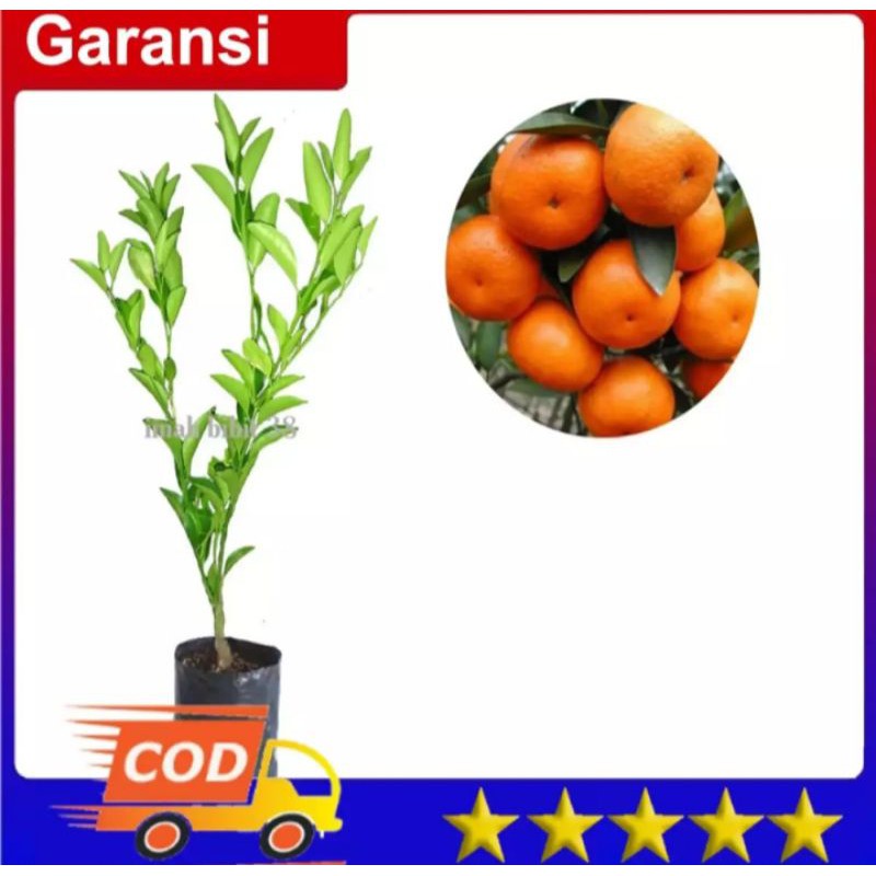 Bibit jeruk santang madu super