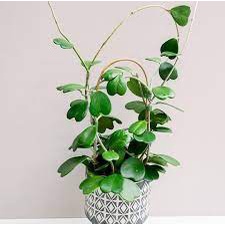 Tanaman Merambat Hoya Bunga Wangi