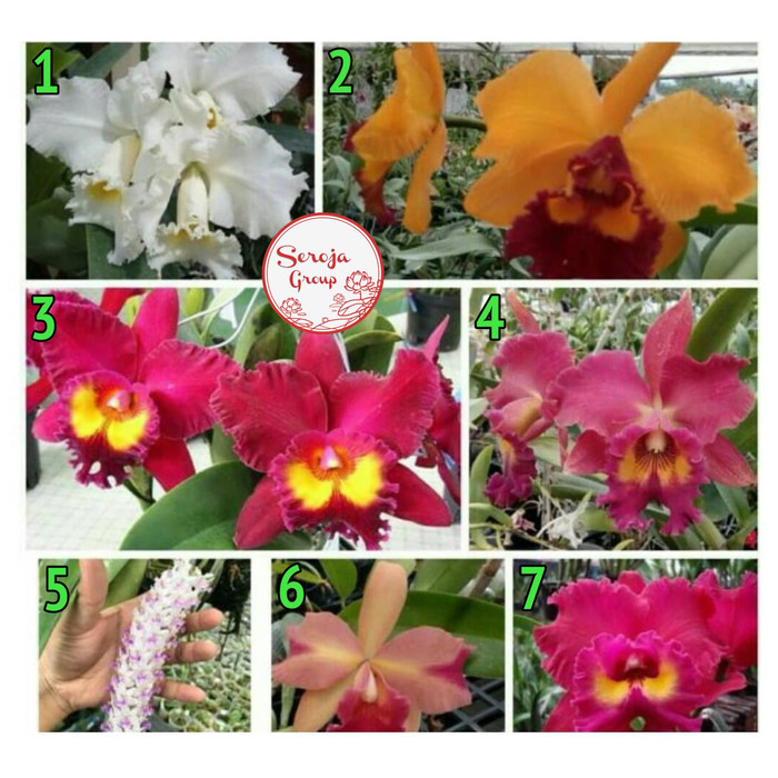 Bibit / Seedling Tanaman Hias Bunga Anggrek Dendrobium Cattleya