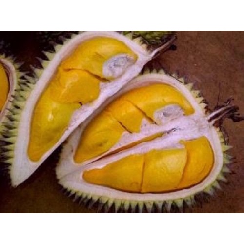 Bibit durian petruk okulasi kualitas super