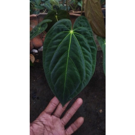anthurium dark phoenix