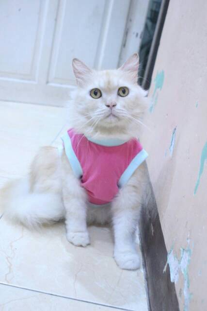 Kaos baby pink lucu untuk kucing &amp; anjing /Jual Baju Kucing Terlengkap &amp; Berkualitas size S-XL