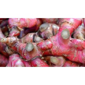 

JUAL JAHE MERAH/RED GINGER SEGAR 1 KG ORGANIK ASLI ALAMI