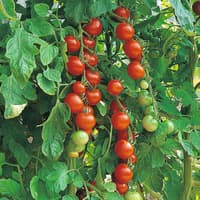 Benih Bibit Biji - Tomato (Cherry) Gardener's Delight Seeds - IMPORT