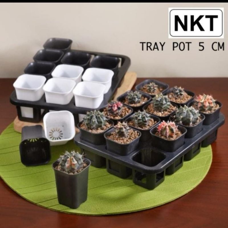 Tray Pot kotak 5cm Termasuk pot | Pot kotak 5 cm pot hitam