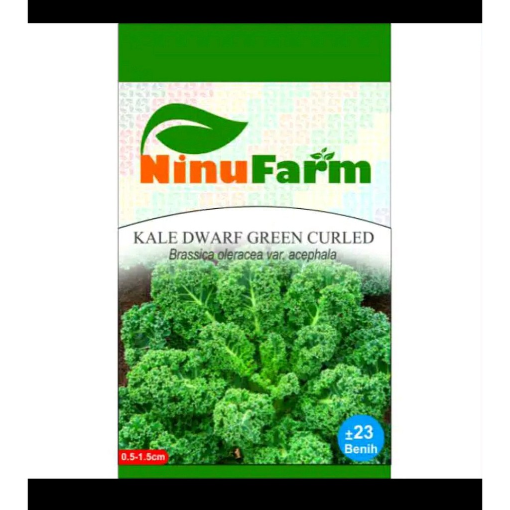 Benih biji bibit kale dwarf green curled Limited
