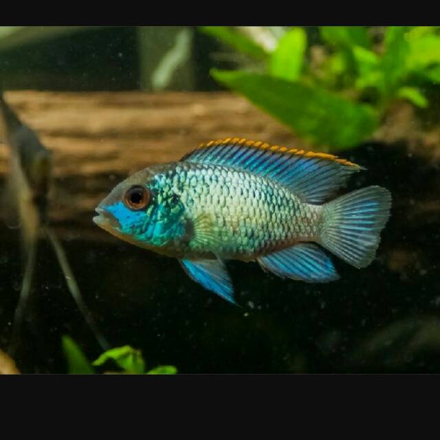 Ikan hias blue acara akara via gojek