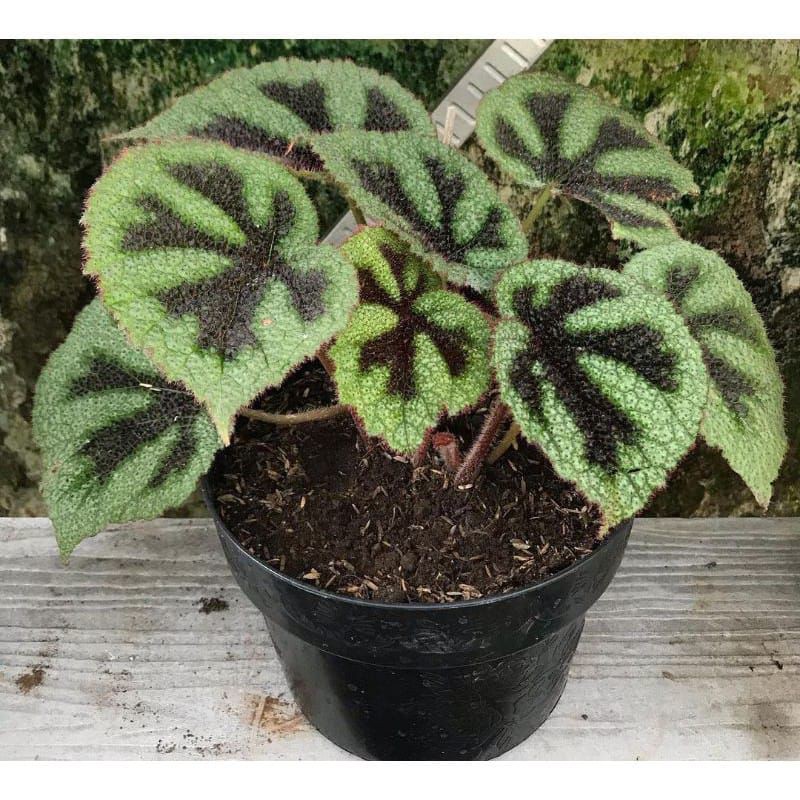 Tanaman hias begonia tapak macan