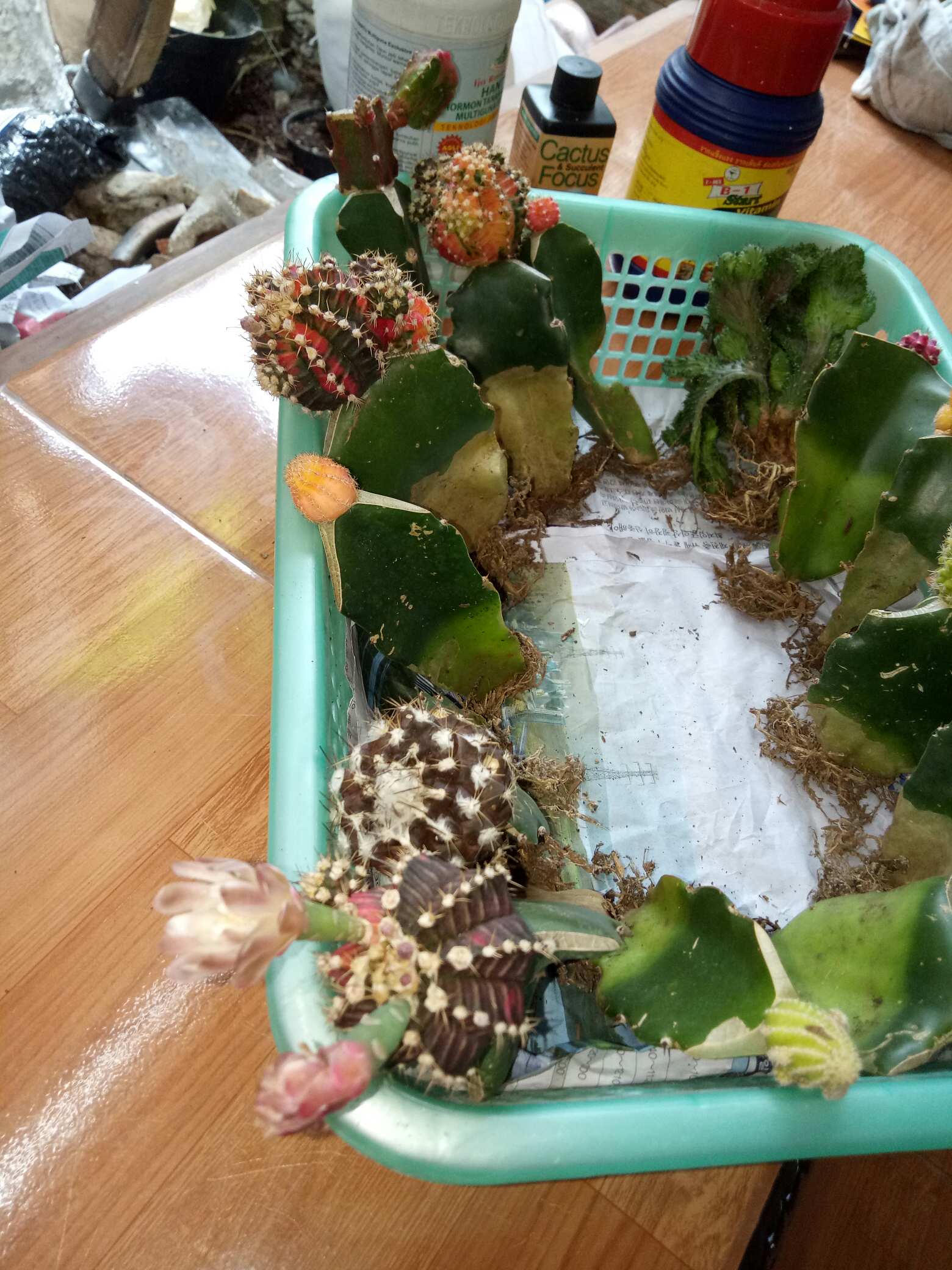 Kaktus Gymno Paket Sultan Dipot 10cm