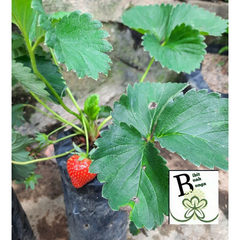 Jual Tanaman Bibit Strawberry California | Shopee Indonesia