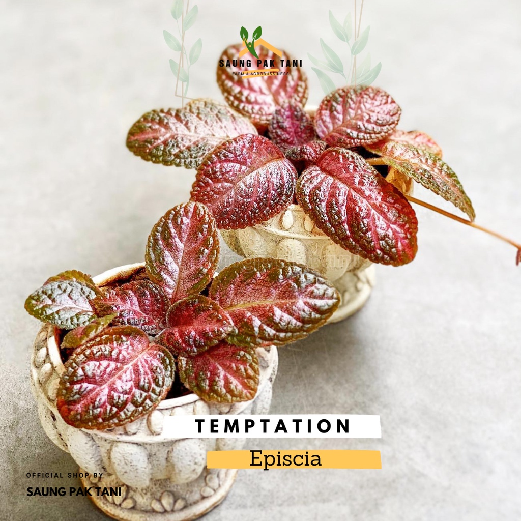 Episcia Temptation / Episcia Merah / Episcia Pink / Tanaman Gantung