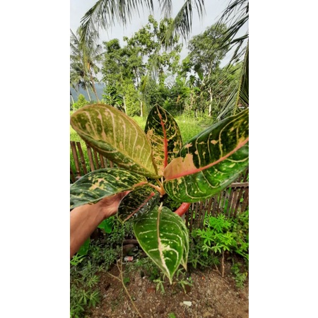 Aglonema Dona Carmen Mutasi