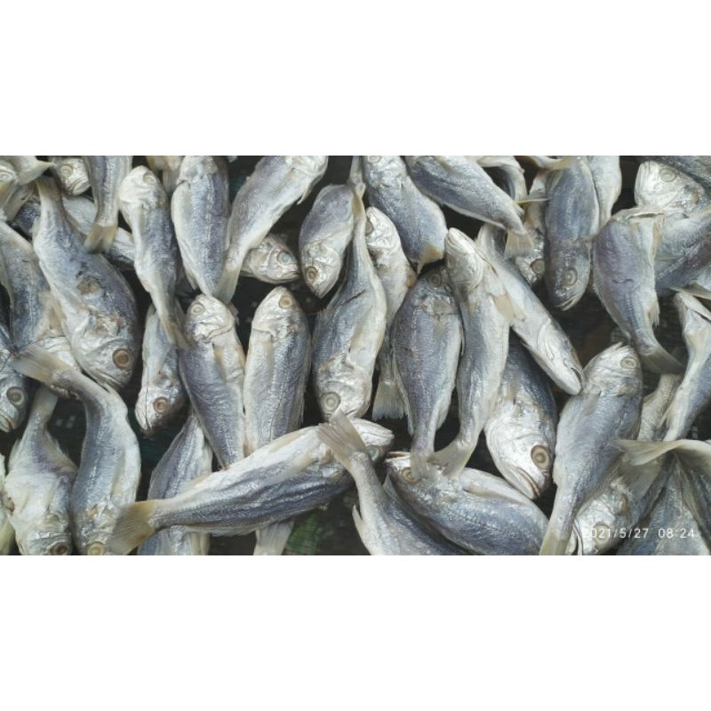 

IKAN ASIN GULAMA - PREMIUM
