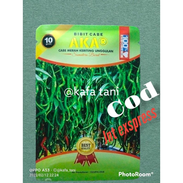 

Sale !! (COD) Bibit Cabe AKAR tahan virus Cabe Kriting Unggulan Asli Sumatra Barat 100% Original INDONESIA