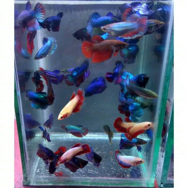 Cupang betina halfmoon isi 50 ekor siap pijah