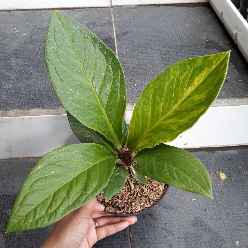 Jemani Cobra Varigata