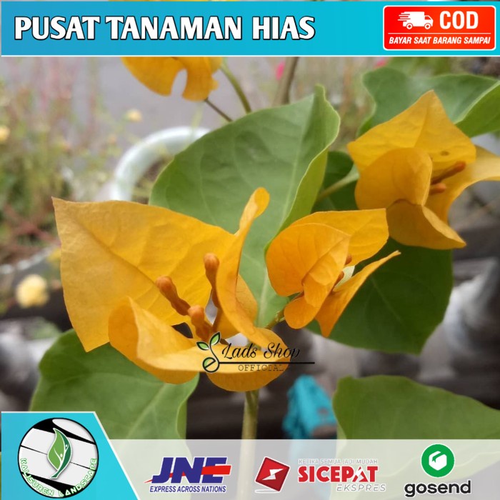 Bibit bunga Bougenville Kembang kertas Bunga Kuning - Bunga Bugenvil