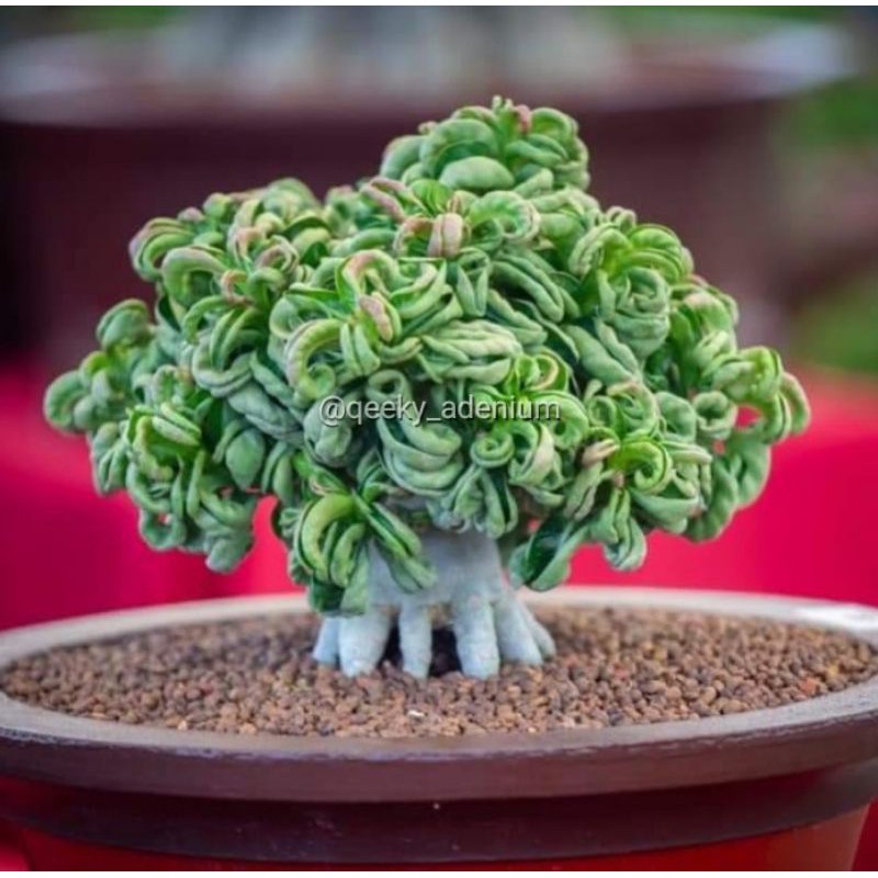 Adenium DHA Arabicum