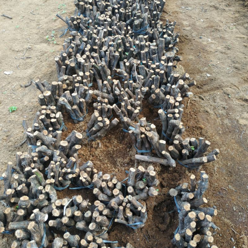 Cutting anggur Alfonso besar 1 batang