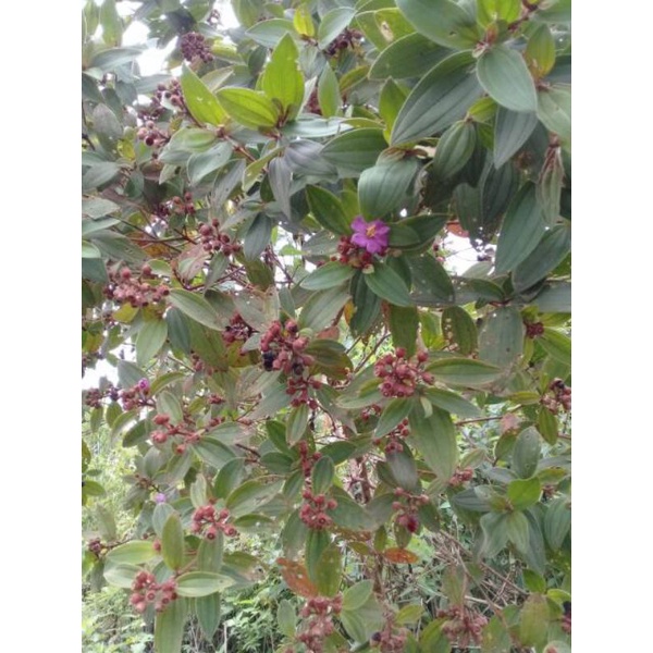 

Buah harendong / buah senngani segar 100 gram