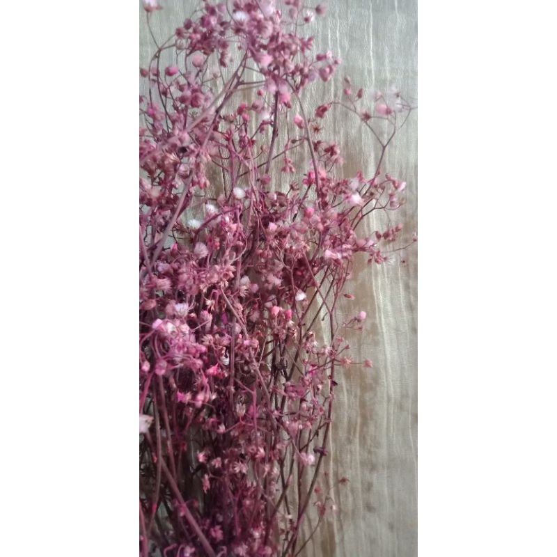 veronia warna pink / Bunga kering