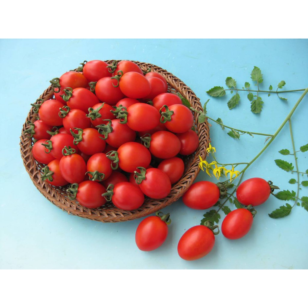 Benih Tomat Cherry
