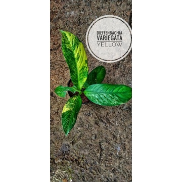 dieffenbachia variegata yellow