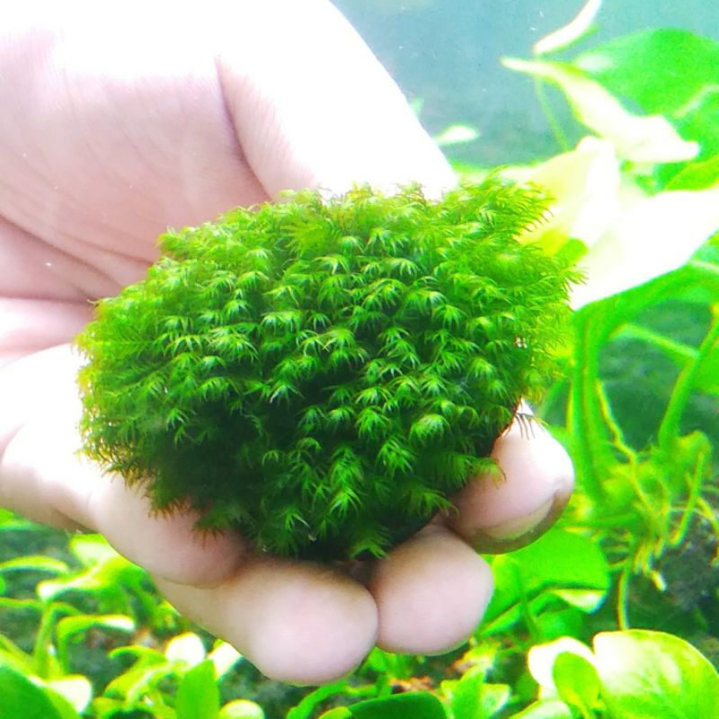 Tanaman aquascape moss fisiden wabikusa low co2 low light