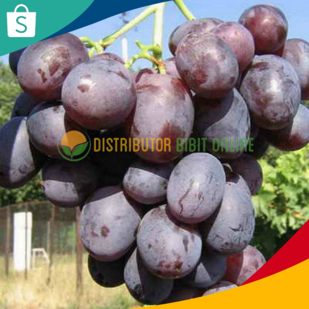 Bibit anggur import nizina hasil grafting