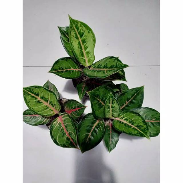 Bibit Bunga Aglonema GREEN JAVANA IMPORT